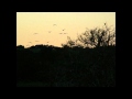 Bill Callahan - Too Many Birds