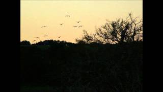 Bill Callahan - Too Many Birds