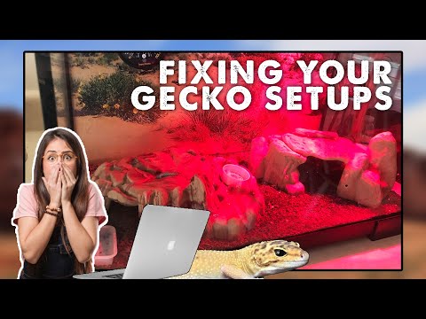 YouTube video about: Are red lights bad for leopard geckos?