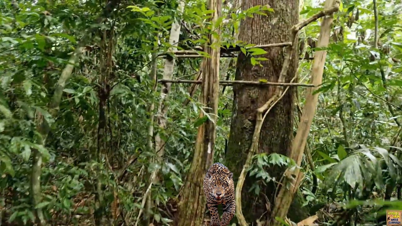 DE CARA COM A ONÇA, TIVEMOS QUE SAIR RÁPIDO.