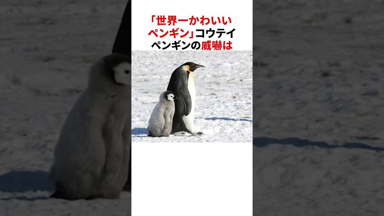 「世界一かわいいペンギン」コウテイペンギンの雑学part2 #shorts