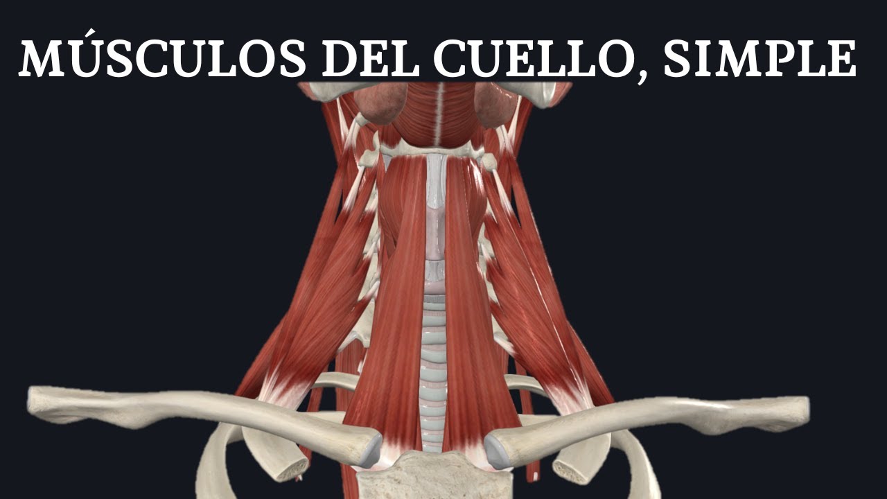 MÚSCULOS DEL CUELLO, SIMPLE