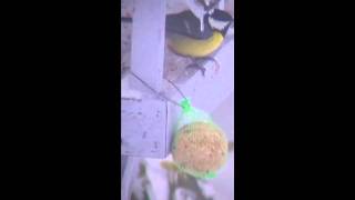 Garden birds 2010 - The knife parade