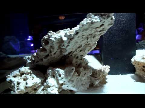 Reef Stock Aquascaping Competition