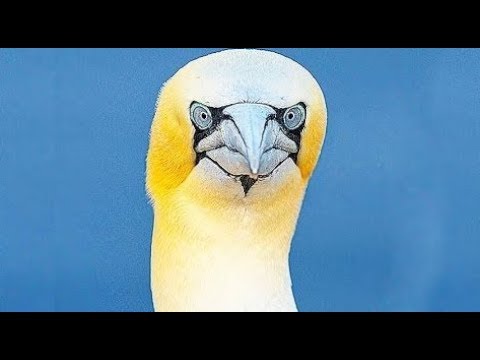download lagu mp3 mp4 Nigel The Lonely Gannet, download lagu Nigel The Lonely Gannet gratis, unduh video klip Nigel The Lonely Gannet