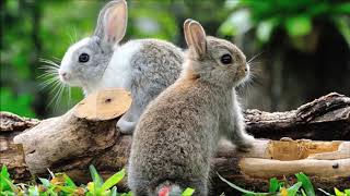 Enya - Someone Said Goodbye