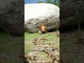 How Deadfall Traps Work 🤔