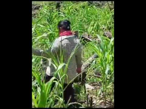 kokotuan ramayon insan sontoun lagu kaamatan,,artis artis, George Moguring GM