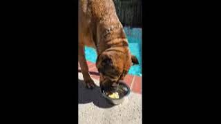Video preview image #1 Mutt Puppy For Sale in Goodyear, AZ, USA