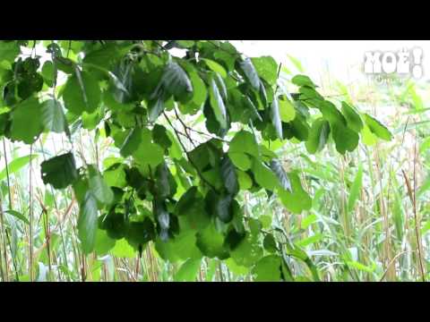 В Воронеже 8-летнюю девочку в водохранилище укусило неизвестное животное