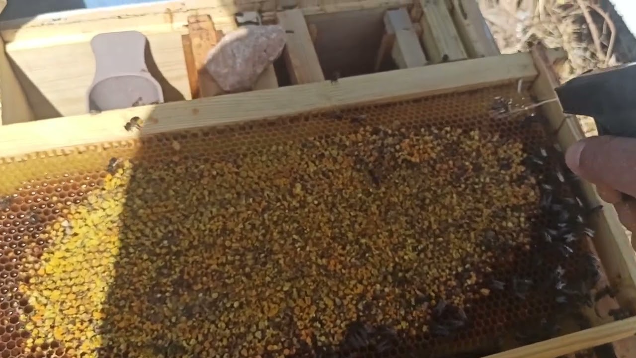 تقوية الخلايا الضعيفة بحبوب اللقاح