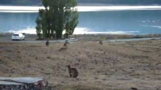 Rabbits - Lake Takapo - New Zealand