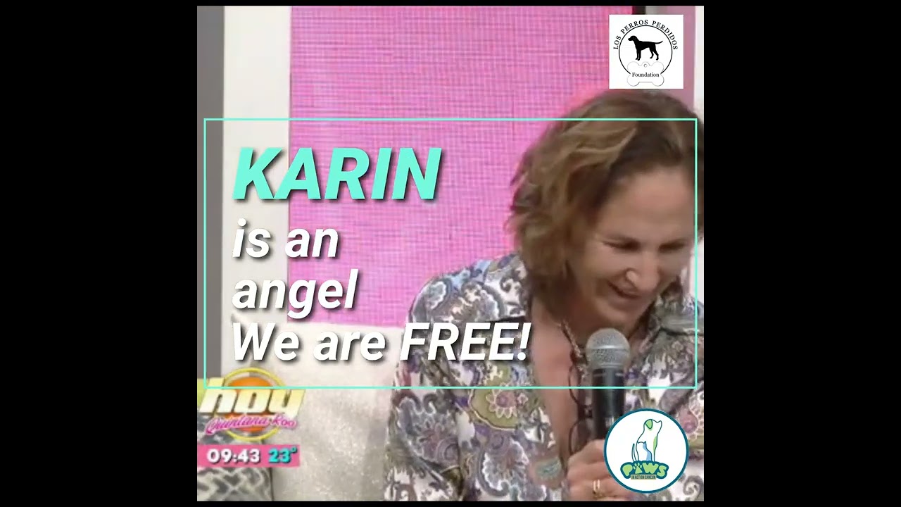 Freddy, a Adoptable mixed breed in Cancun, ROO video 2/6