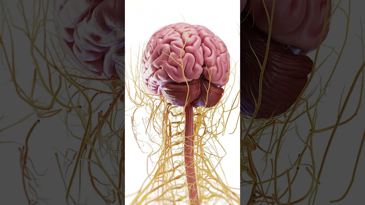 🧠 Explore the Complex Anatomy of the Brain 🧠 #anatomy