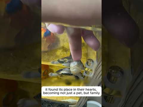 This family successfully saved a broken turtle egg and this happened