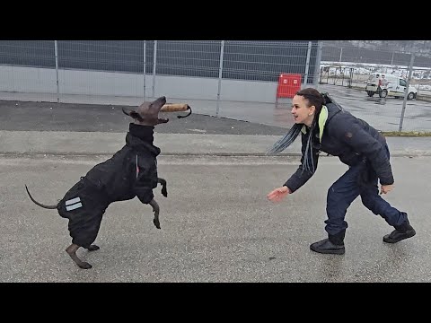 Full outdoor training of the Xolo dog Oliver