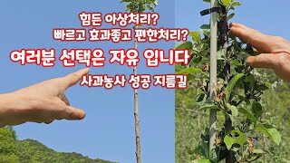 아상처리 보다 효과좋고 빠르고 편한 가지발생 처리 결과 [사과재배]