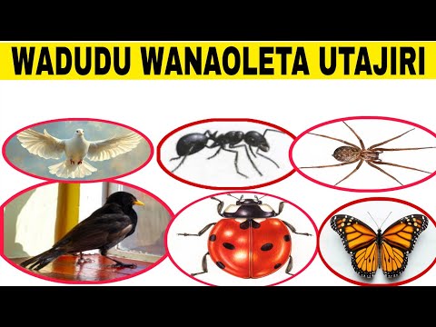 WADUDU 10 wanaoleta UTAJIRI ndani Ya NYUMBA Fanya HIVI ukiwaona 