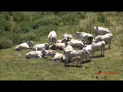 MUCCHE E VITELLINI IN ALPEGGIO A QUOTA 1400 A LIMONE Pte. DOM. 28 - 6 - 2020.