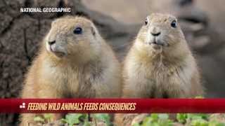 Don&#39;t Feed the Animals! | The Hotlist