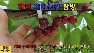 체리 체험농장탐방 체험문의 010 6660 6660