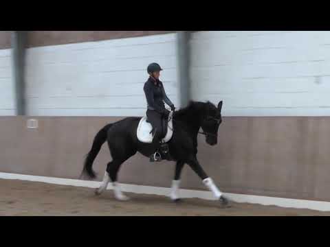 4yo gelding by Livaldon x Retoucheur