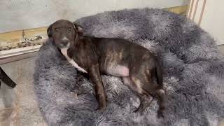 Video preview image #1 Plott Hound-Unknown Mix Puppy For Sale in Germantown, OH, USA