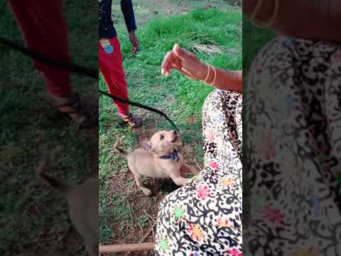 Mokshith playing first time with puppy in our native place