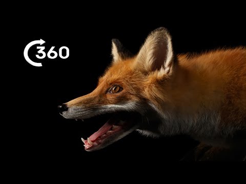Life as an Urban Fox 360° | Planet Earth II