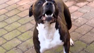 preview picture of video 'amstaff barking'