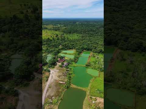 Vereda Las Delicias Inspección de Siberia Municipio de Orito Putumayo #dalelike #suscríbanse #compa