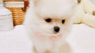 ポメラニアンの動画01