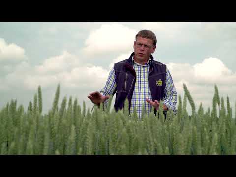 Saaten-Union: Hybridweizen HYVEGA, Vertriebsberater Franz Unterforsthuber, Standort Moosburg