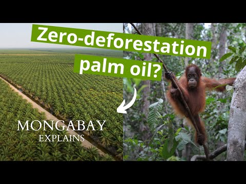 For Indonesian oil palm farmers, EU’s deforestation law is another top-down imposition