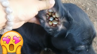 #Funny# dogs# and try find ticks every day from my poor puppy#111🐕🐶