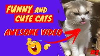 SUPER SHORTS PART 2 - FUNNY CATS AND CUTE