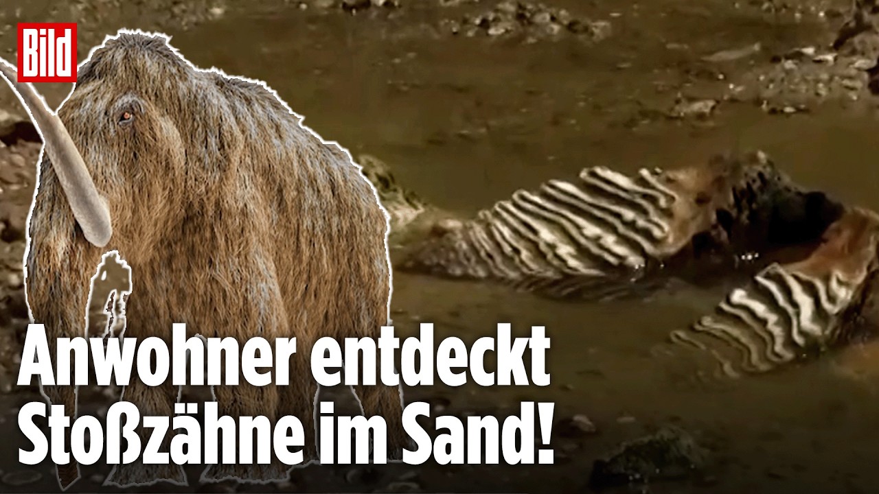 DONAU: Sensationsfund! Wegen Wasser-Tiefstand! Plötzlich tauchen Überreste eines Mammuts auf