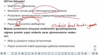 Eğitim Vadisi 11.Sınıf Biyoloji 8.Föy Sindirim Sistemi 2 Konu Anlatım Videoları