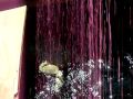 Pixie Frog Takes A Swim