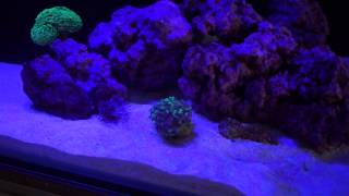 How To Maintenance Your Reef Tank Like A PRO Part 2