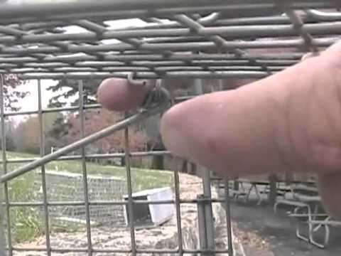 Setting Animal Traps