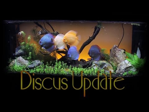 Update on the 75 Gallon Discus Aquarium ~ Amber's Aquariums