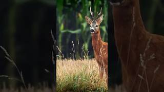 🎯 FASZINATION BOCKJAGD 🦌