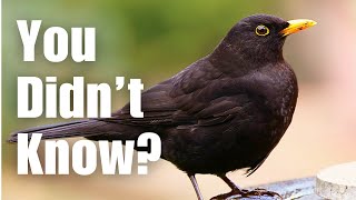 Most People Don't Know 8 Blackbird Facts