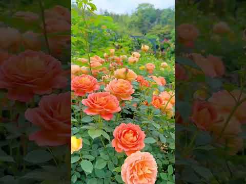 #Beautiful#flowers#shorts#Atishay jain the rockstar