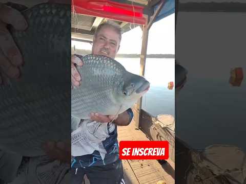 BATELÃO NO JATOBÁ EM GUARACI SP, ESTA ASSIM, RIO GRANDE.