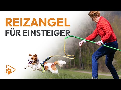 Mit der Reizangel zu mehr Impulskontrolle | Reizangeltraining für Einsteiger | wedog