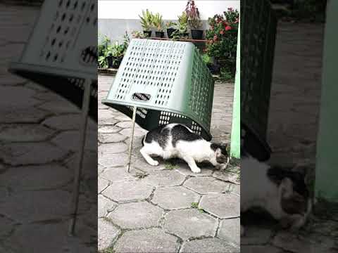 Cat trap | How to Catch a Cat #Shorts