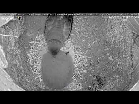 Petrel bermudzki 2 Nonsuch 08 04 2020 1