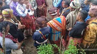 Download lagu Antosiasme tokoh adat mollo & amanuban menyambut pak alfred baun sebagai calon anggota DPR RI . mp3